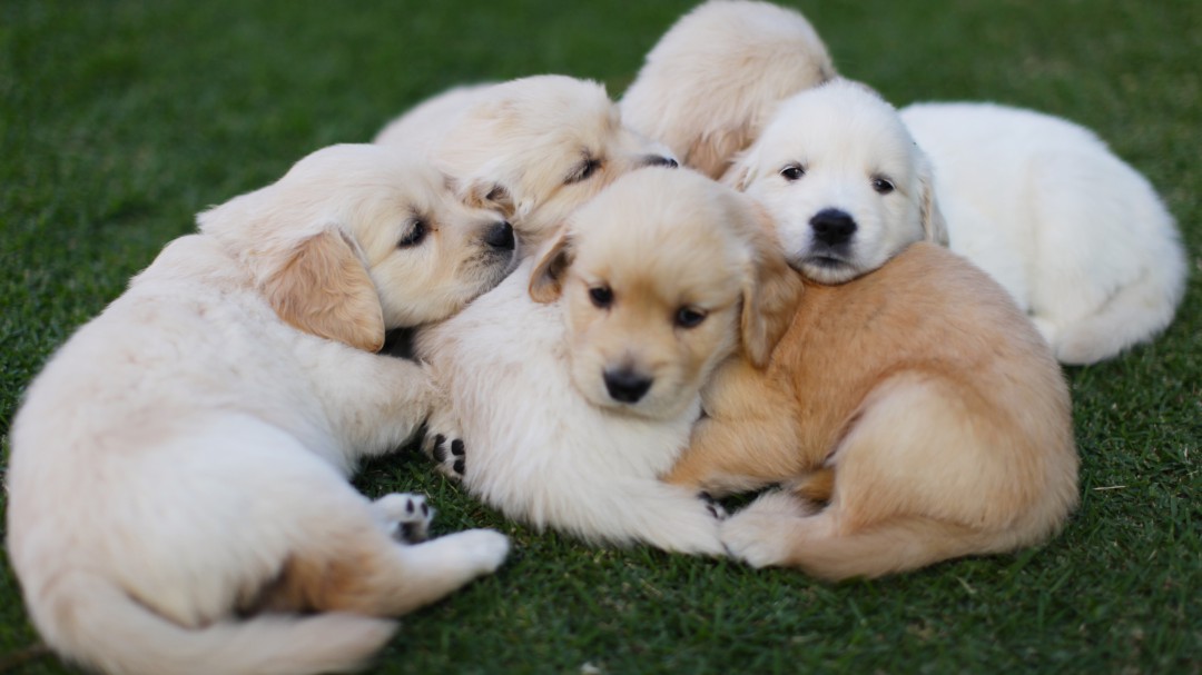Abre en Madrid la primera cafetería en la que puedes adoptar un cachorro