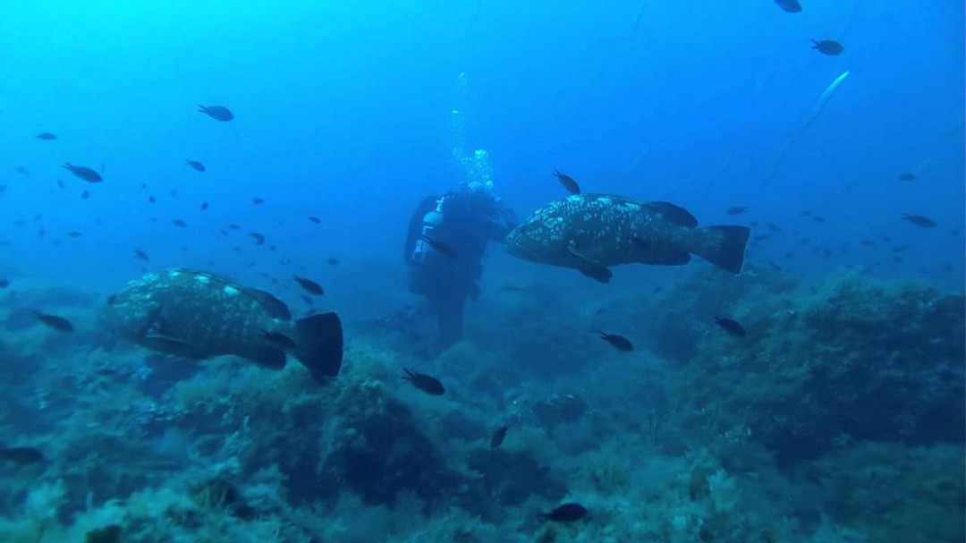 40.700 buceadores practicaron submarinismo en Islas Hormigas, La Azohía, Mazarrón y Águilas