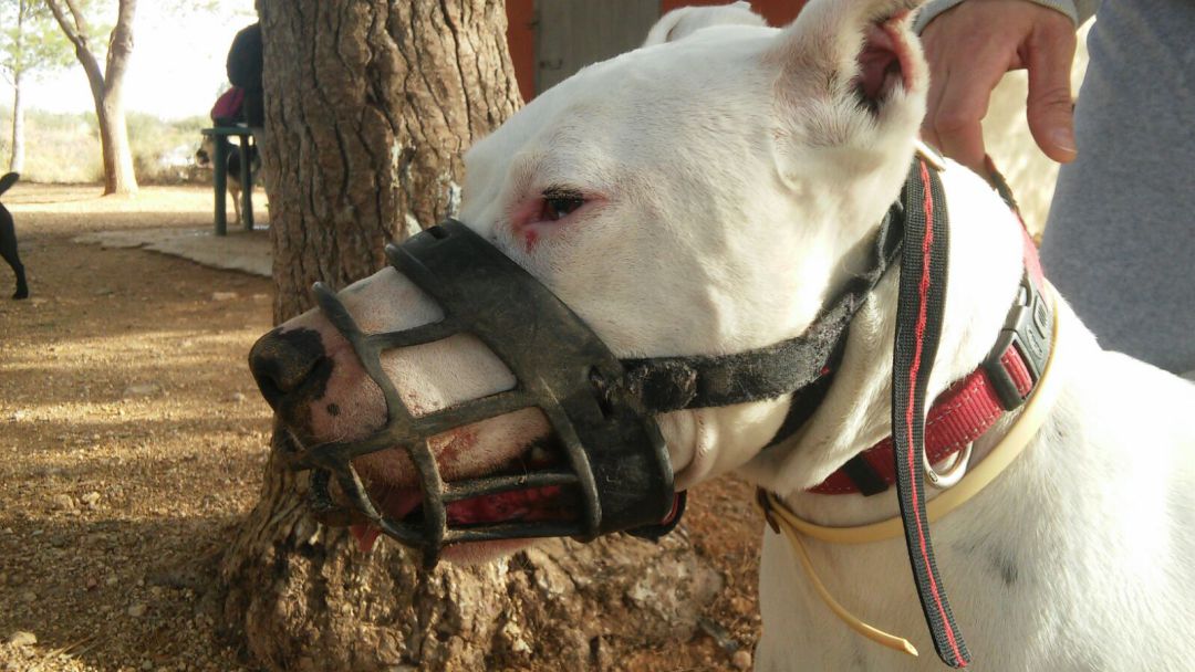 Perro con un bozal, accesorio recomendable para este tipo de animales. Perro con un bozal, accesorio recomendable para este tipo de animales.