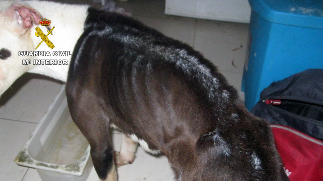 Investigan a un vecino de Alhama por abandono de un perro