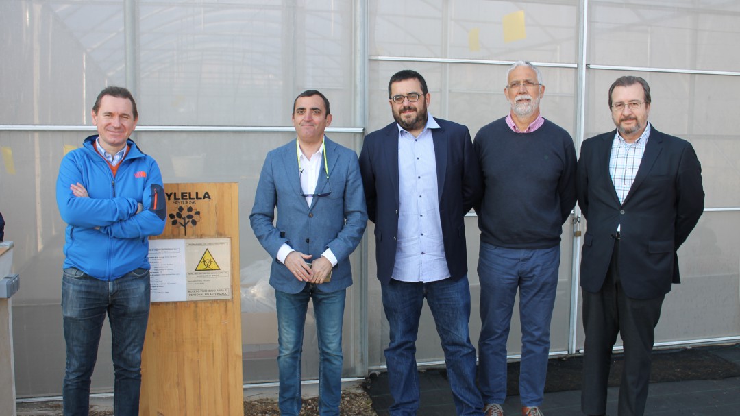 Aumentan los casos de 'Xylella fastidiosa' en Ibiza