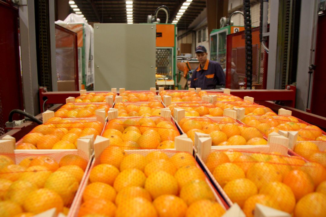 Caixes de taronges a una cooperativa agrícola Caixes de taronges a una cooperativa agrícola