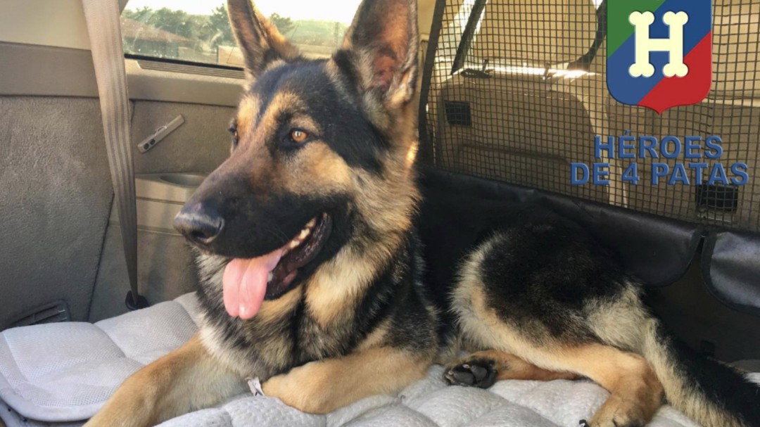 La primera ONG canina de España cumple un lustro dando nuevos hogares a los perros policías