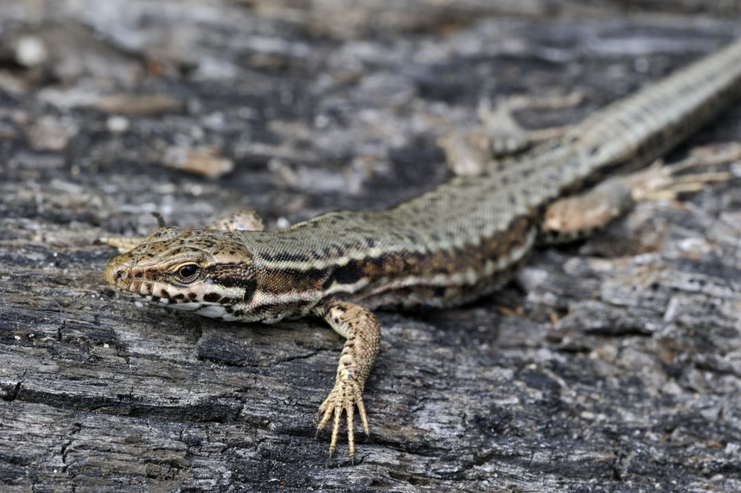 Lagartijas que desafían las leyes de la evolución Lagartijas que desafían las leyes de la evolución