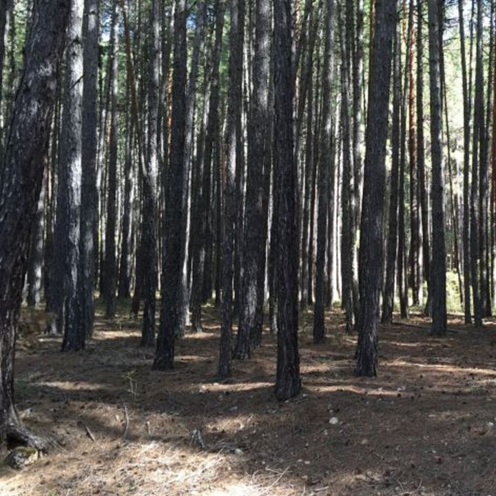 Iberopinar pagará más de 2 millones de euros por resinar en Almodóvar