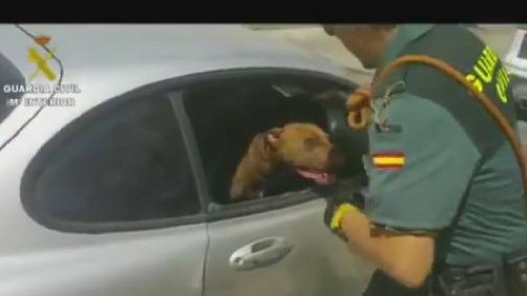 Todavía hay gente que cree que los animales pueden aguantar todo