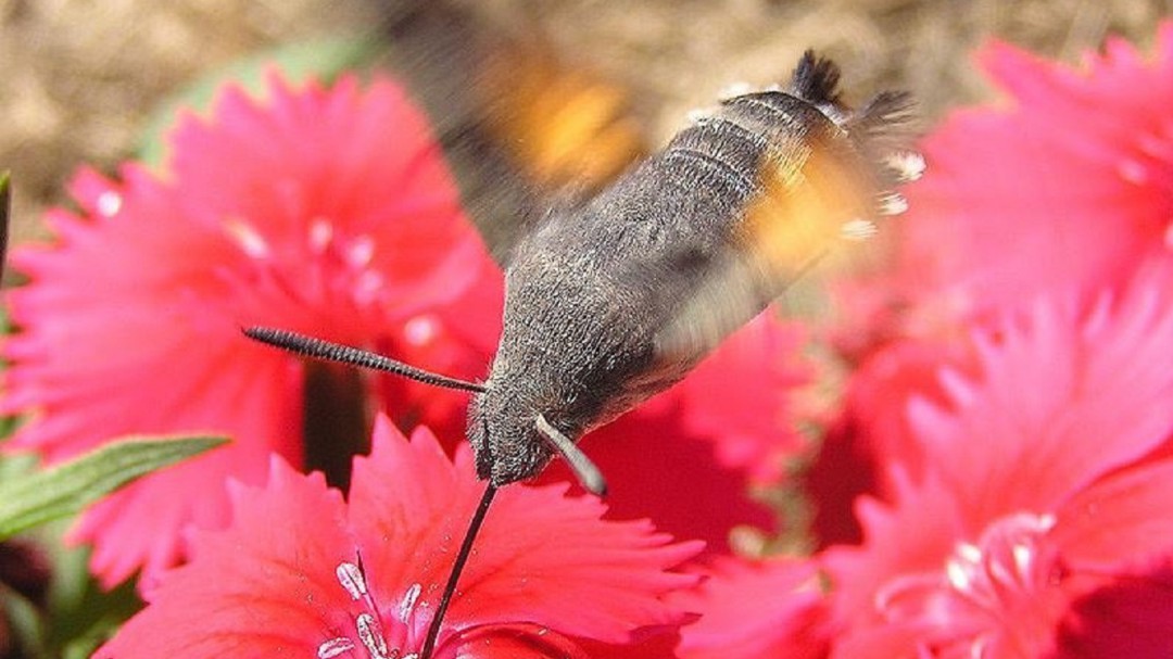 'No es apocalíptico, pero sí hay causas que están haciendo desaparecer los insectos'