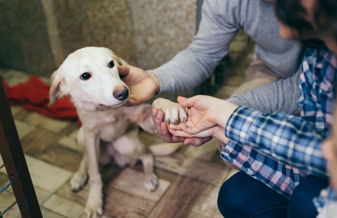 Colabora, adopta y ayuda a salvar vidas Colabora, adopta y ayuda a salvar vidas