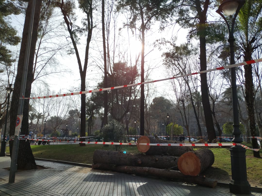 La tala de pinos en Vallellano se ha desarrollado durante esta pasada semana. La tala de pinos en Vallellano se ha desarrollado durante esta pasada semana.
