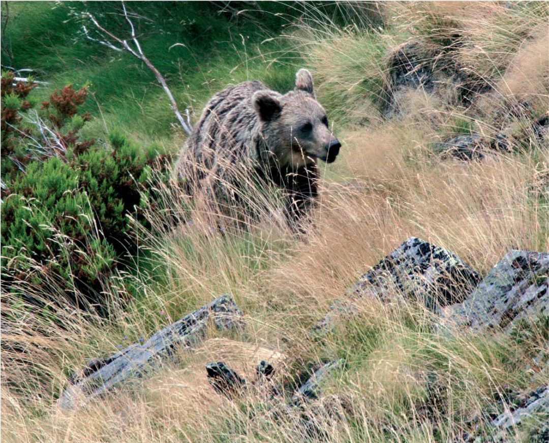 Fundación Oso Pardo impartirá charlas a diferentes asociaciones de la Montaña Palentina Fundación Oso Pardo impartirá charlas a diferentes asociaciones de la Montaña Palentina