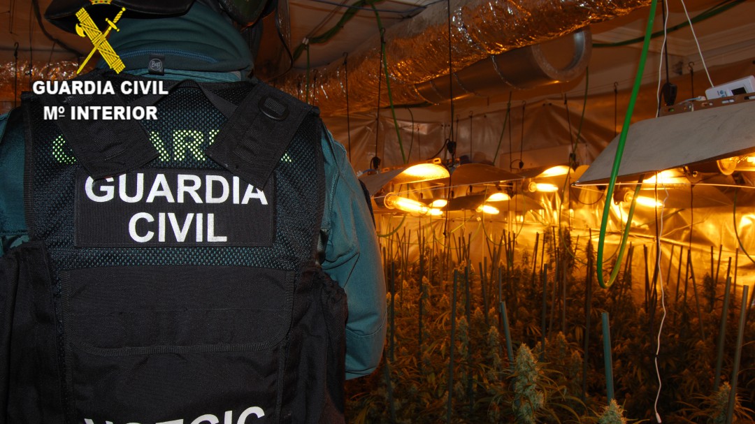 Dos detenidos y 800 plantas de marihuana incautadas en Pioz