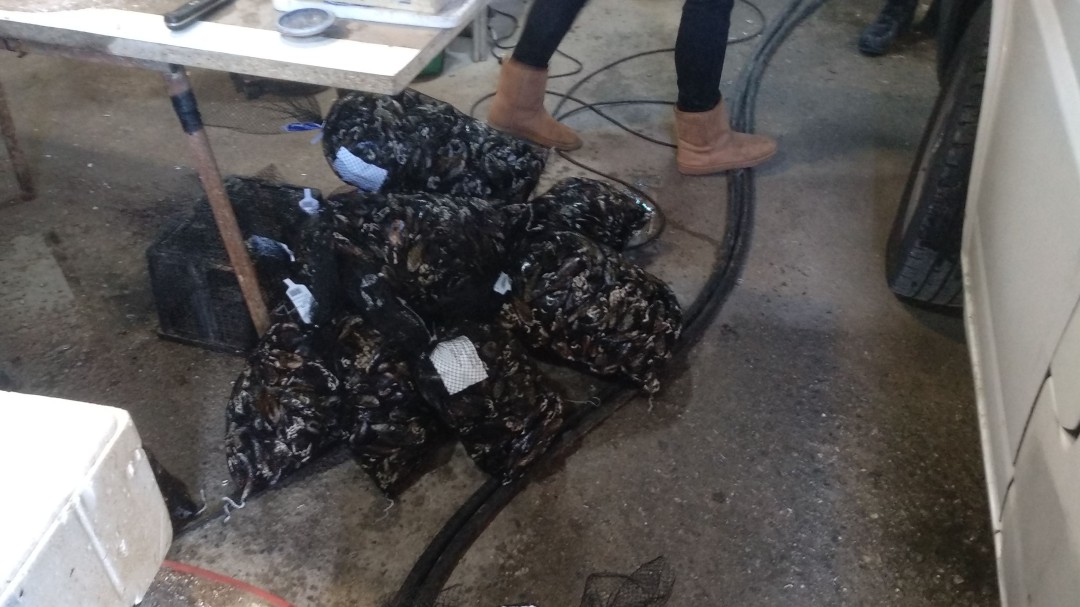 Precintada una nave que almacenaba cientos de kilos de pescado sin control en Ponferrada