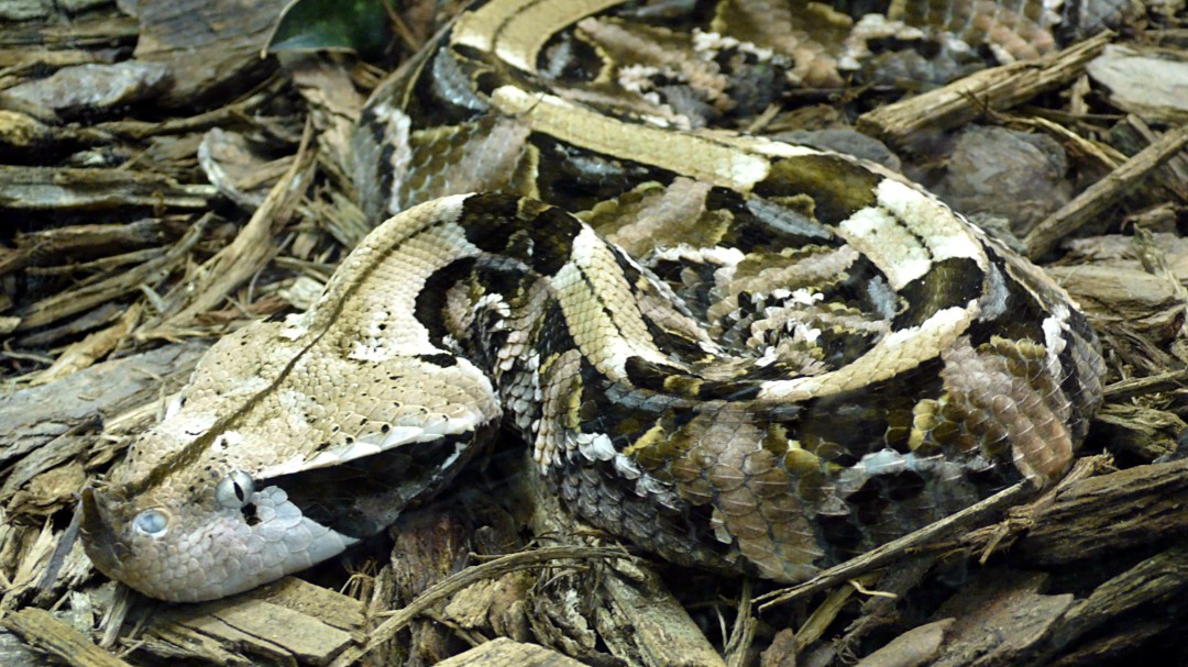 La alarma por una serpiente africana peligrosa en Hondarribia es falsa