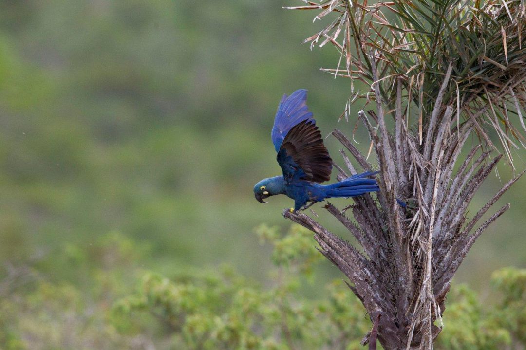Loro Parque Fundación logra que 6 loros en peligro de extinción vuelen en su medio natural en Brasil Loro Parque Fundación logra que 6 loros en peligro de extinción vuelen en su medio natural en Brasil