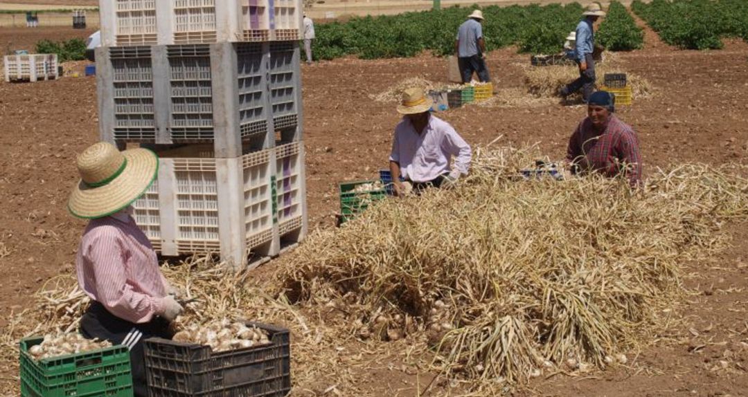 CCOO denuncia las condiciones de las trabajadoras de la campaña del ajo CCOO denuncia las condiciones de las trabajadoras de la campaña del ajo