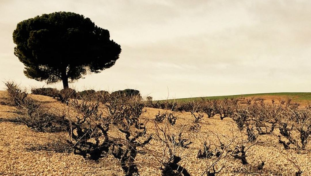 Los viñedos de esta bodega se extienden por el término de Ledaña (Cuenca). Los viñedos de esta bodega se extienden por el término de Ledaña (Cuenca).