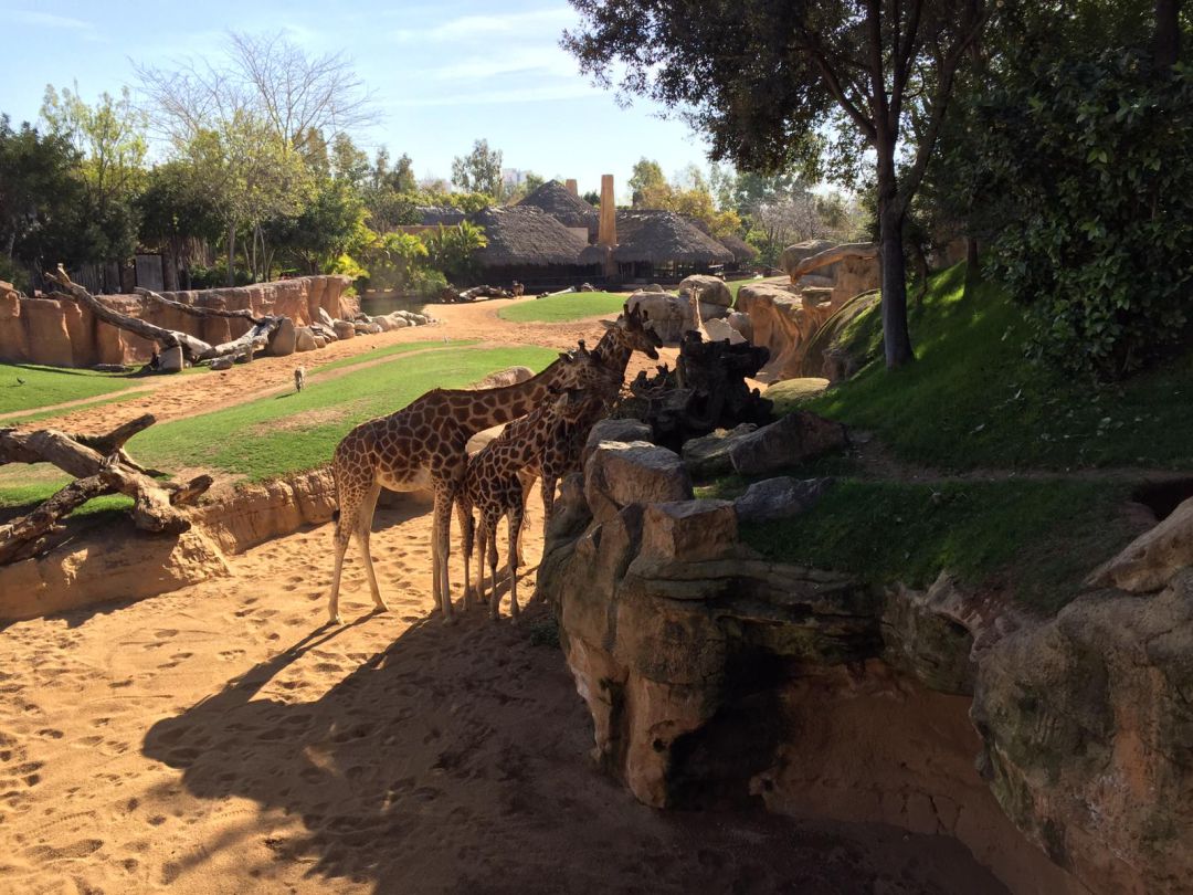 Jirafas en Bioparc Valencia Jirafas en Bioparc Valencia