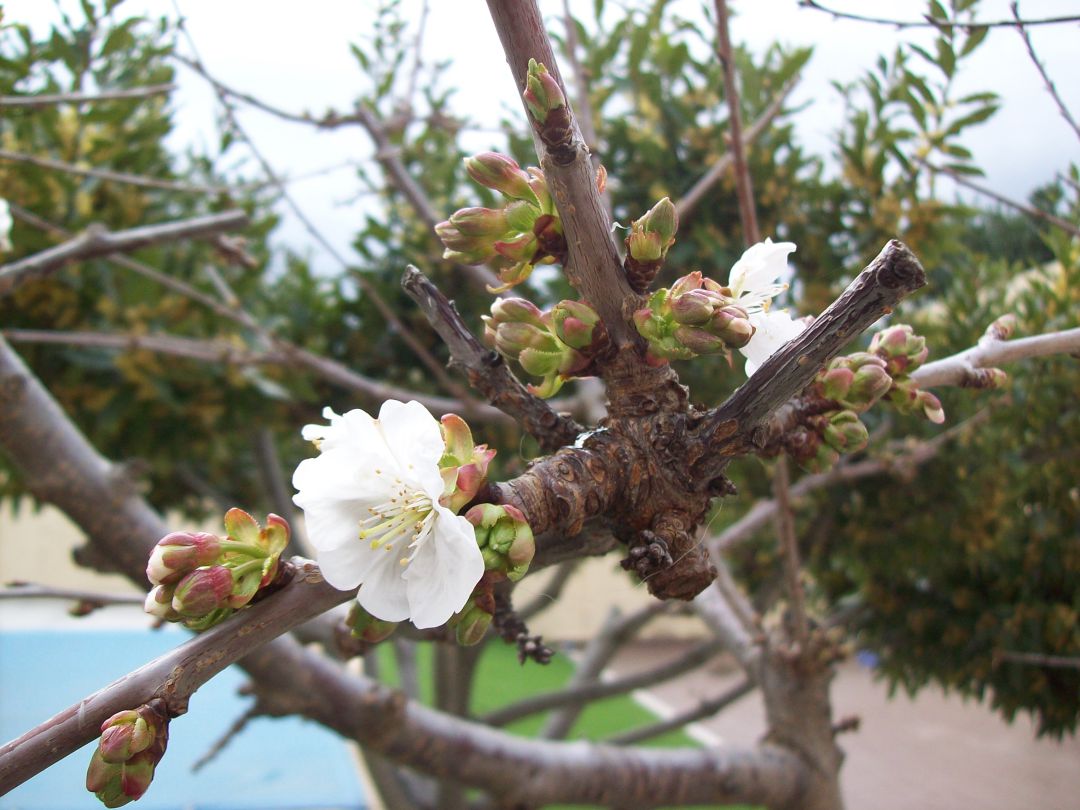 Primeras flores de cerezo en años anteriores Primeras flores de cerezo en años anteriores