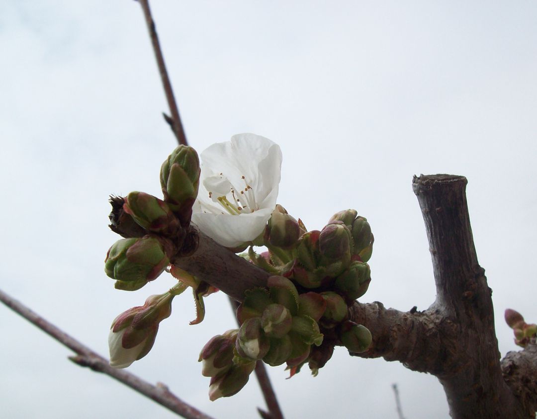 Cerezo muestra una de sus primeras flores Cerezo muestra una de sus primeras flores