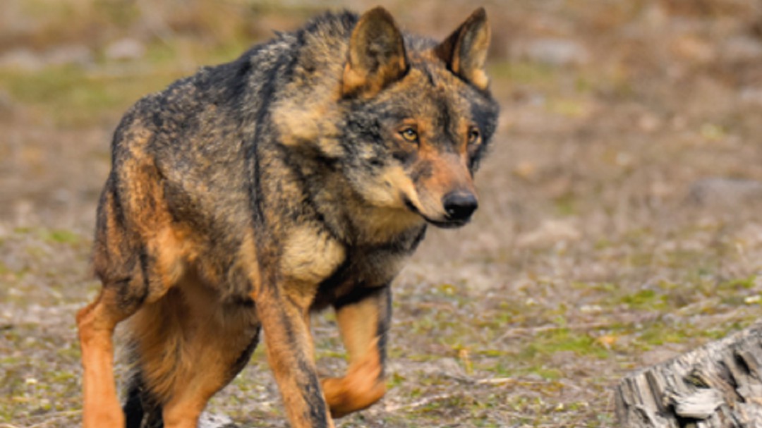 Objetivo, salvar al lobo ibérico en la Sierra Norte