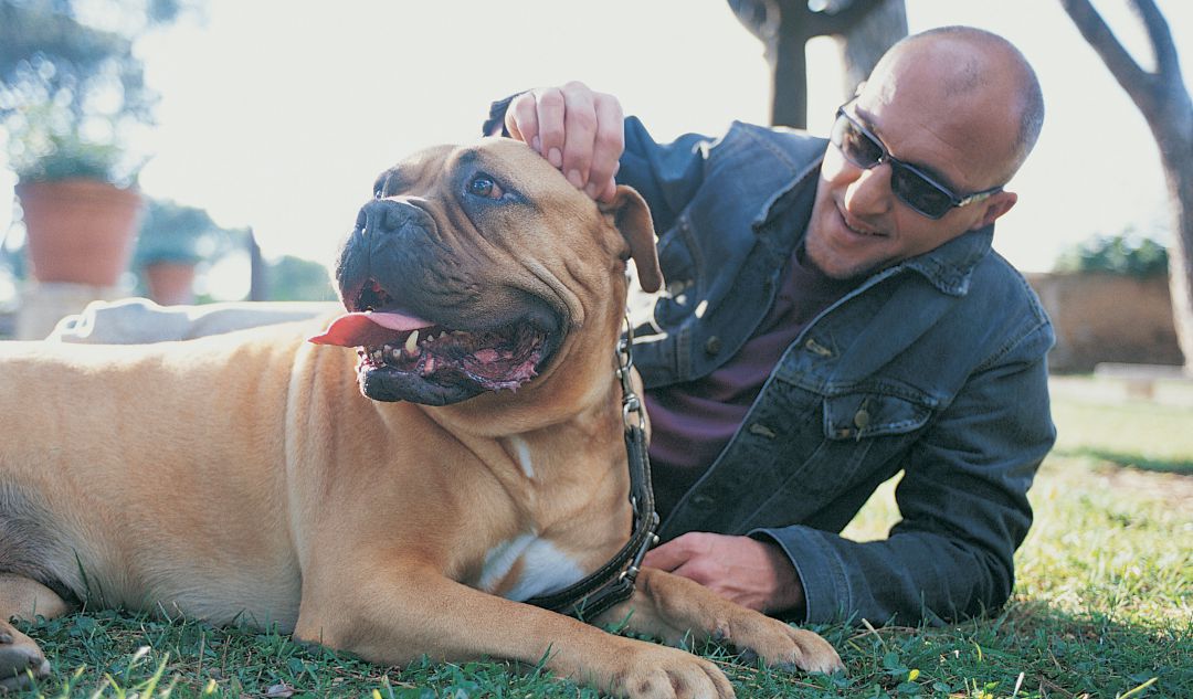 Los Pit bull terrier forman parte de la lista de razas de perros peligrosos Los Pit bull terrier forman parte de la lista de razas de perros peligrosos