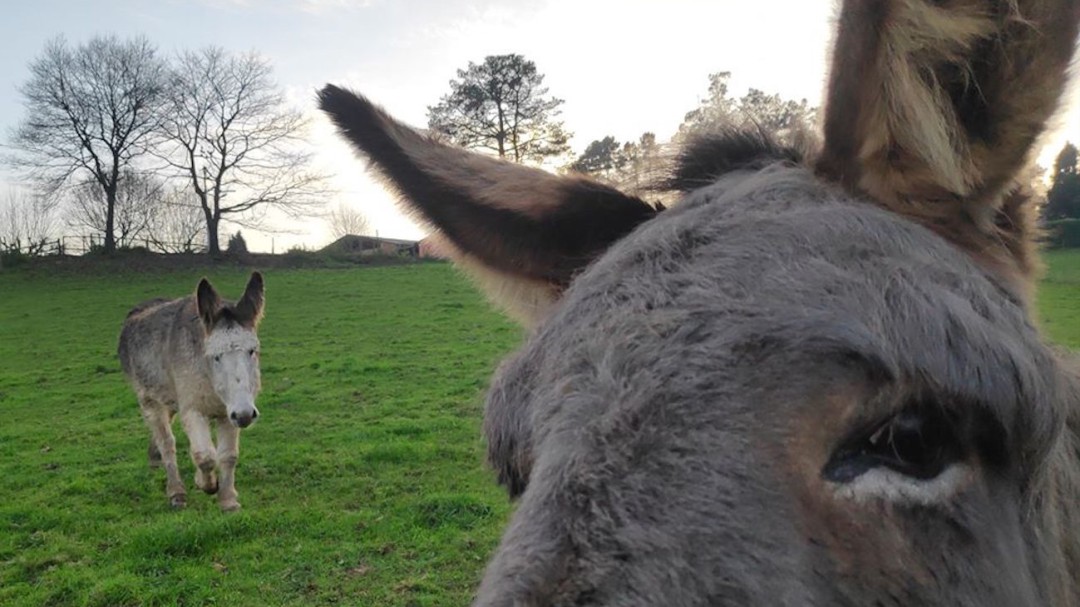 Come yogures, salva un burro