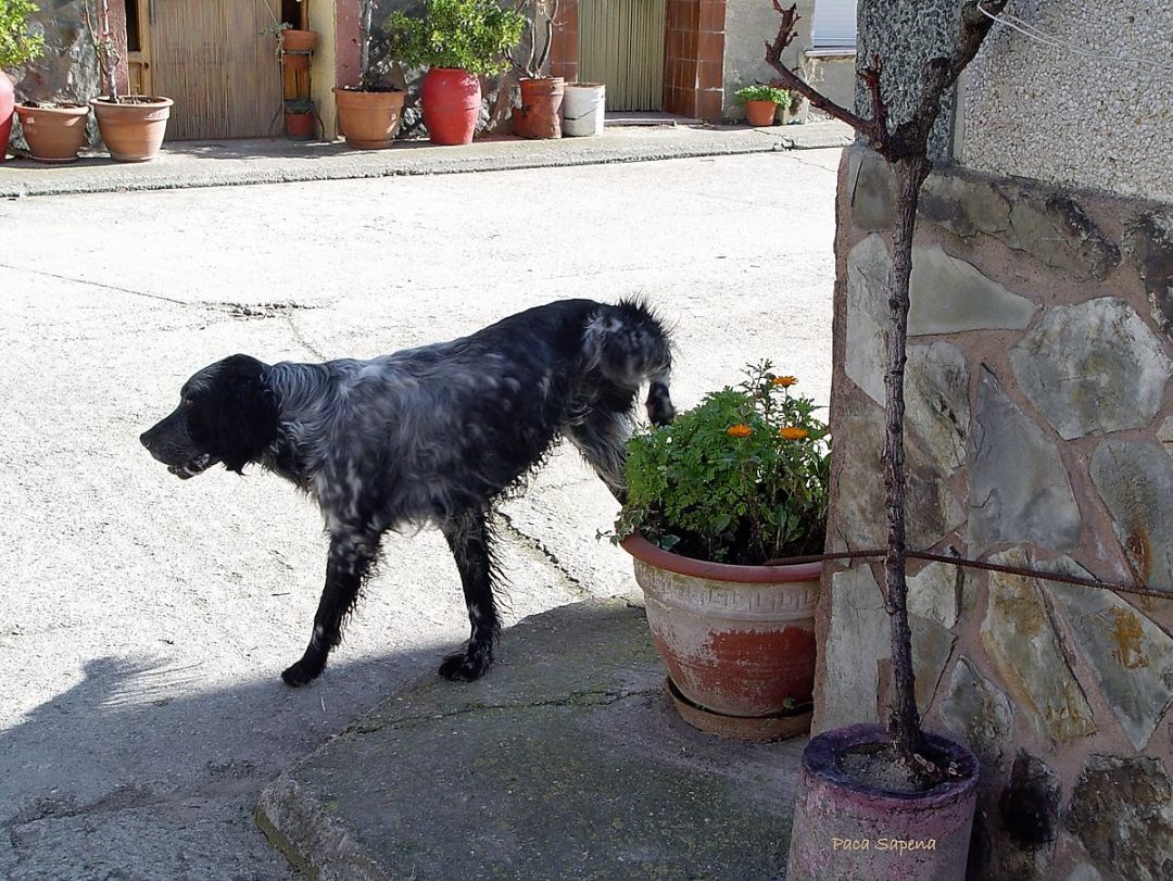 El Ayuntamiento multará si no se limpia la orina de la mascota. El Ayuntamiento multará si no se limpia la orina de la mascota.