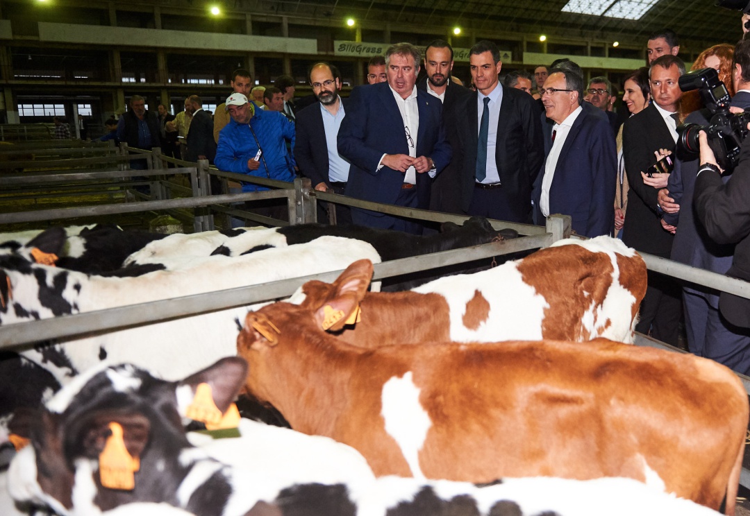 Pedro Sánchez durante la visita al mercado nacional de ganados Pedro Sánchez durante la visita al mercado nacional de ganados