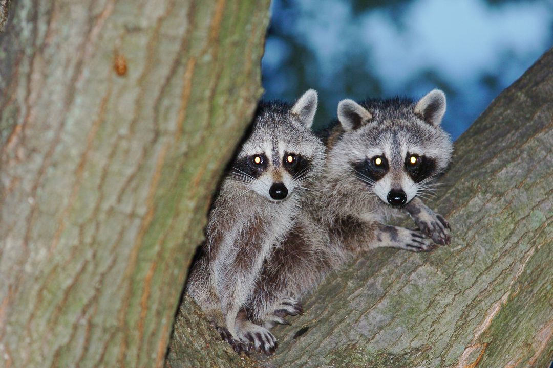 Dos mapaches en un parque de Nueva York Dos mapaches en un parque de Nueva York