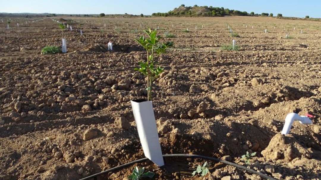 Benamaurel ofrece formación gratuita a sus agricultores