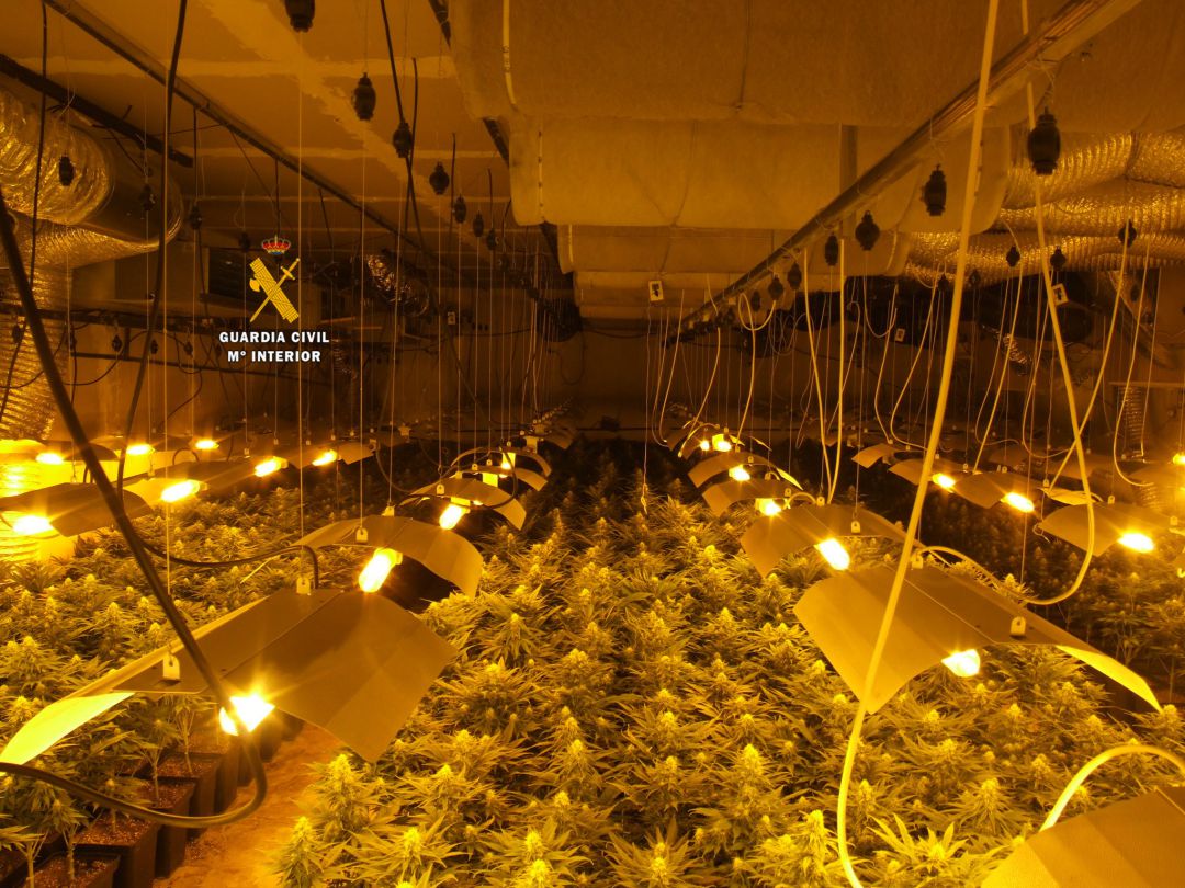 Imagen de la plantación encontrada en una nave industrial en Ronda Imagen de la plantación encontrada en una nave industrial en Ronda