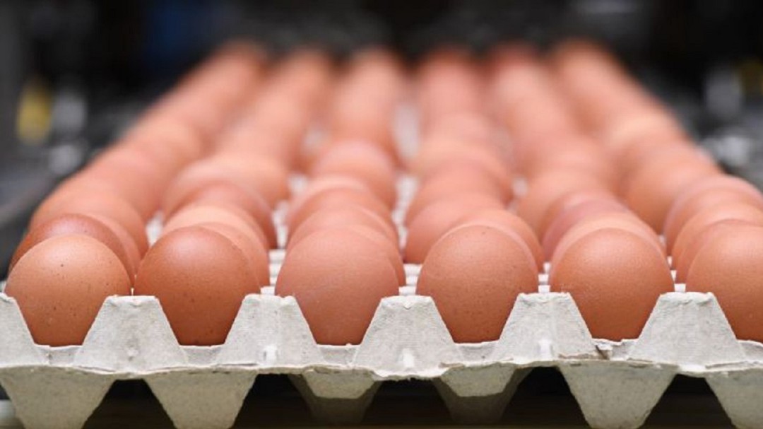 Visto para sentencia el juicio por dejar morir a casi 3.000 gallinas en Palencia