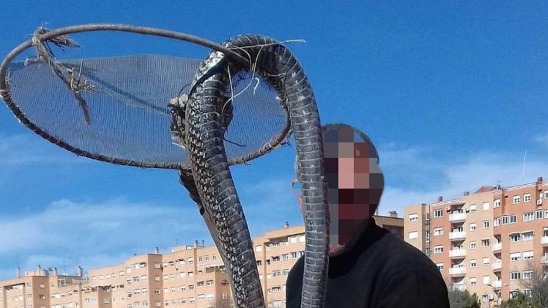 Aparece una culebra de casi tres metros cerca del río Moscas, en Cuenca