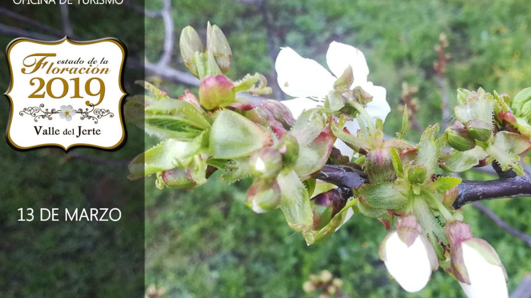 Ya iniciada la floración del cerezo