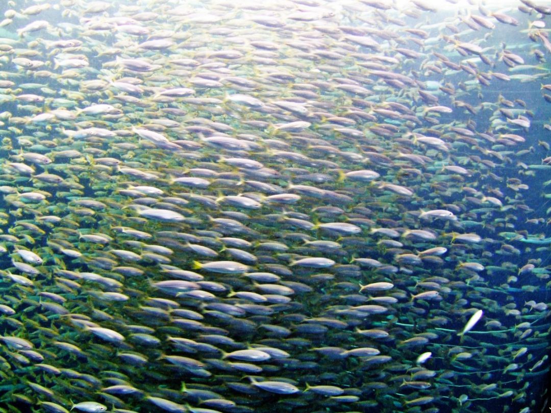 El cambio climático ya ha modificado el comportamiento de algunos peces del Cantábrico El cambio climático ya ha modificado el comportamiento de algunos peces del Cantábrico