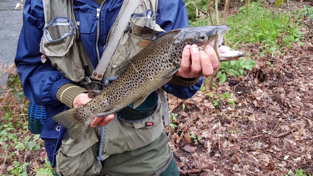 En marcha una nueva temporada de pesca fluvial