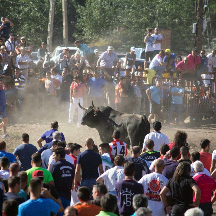 Carpetazo final al polémico Toro de la Vega: el Supremo ratifica su prohibición