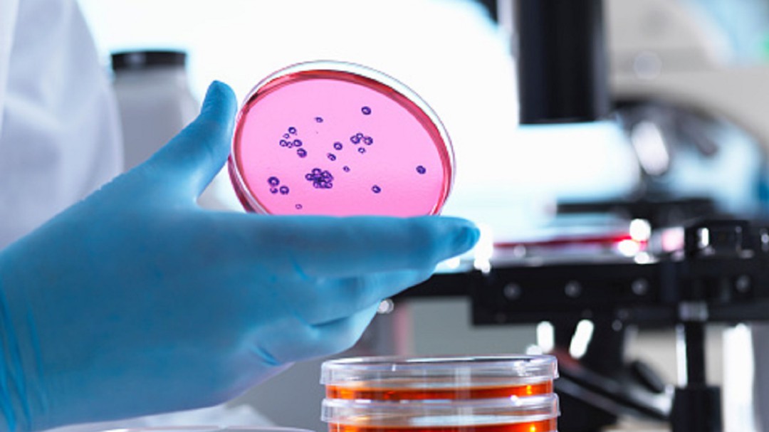 Las superbacterias y su resistencia a los antibióticos, a examen en Zaragoza