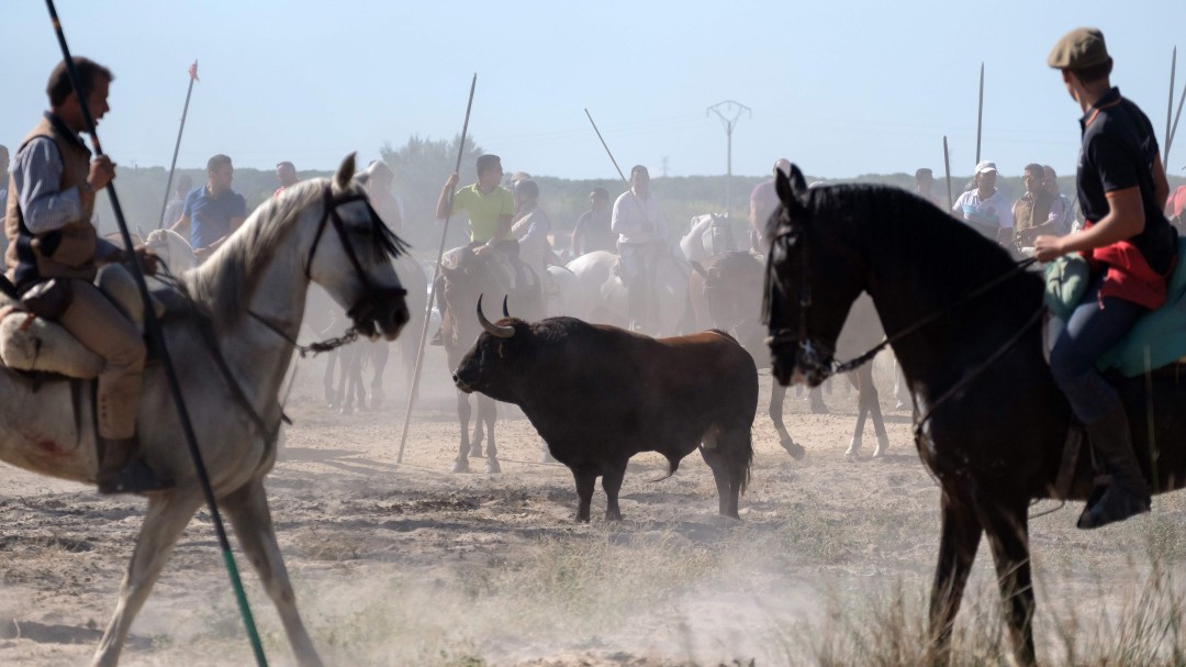 La Carlos III celebra sus primeras Jornadas Animalistas