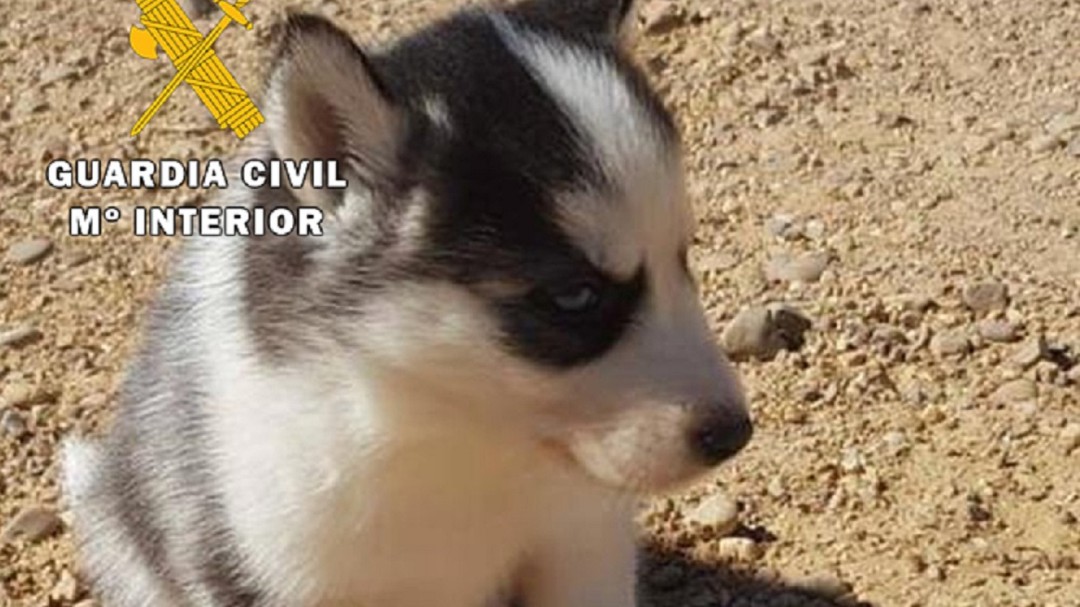 Detenida por vender un perro por internet que nunca entregó