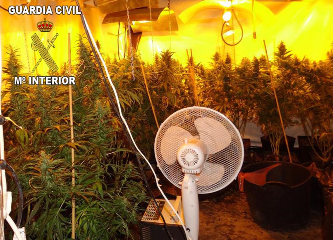 Plantas de marihuana localizadas en el interior de una casa Plantas de marihuana localizadas en el interior de una casa
