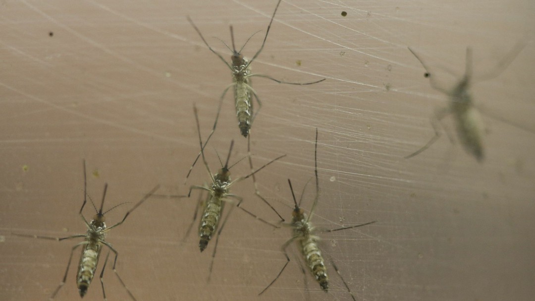 ¿Puede un mosquito volar entre islas?