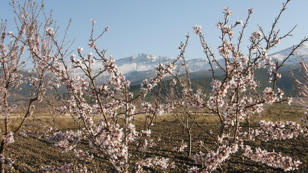 La cooperativa Almendras Comarca de Guadix en el programa de CAJAMAR