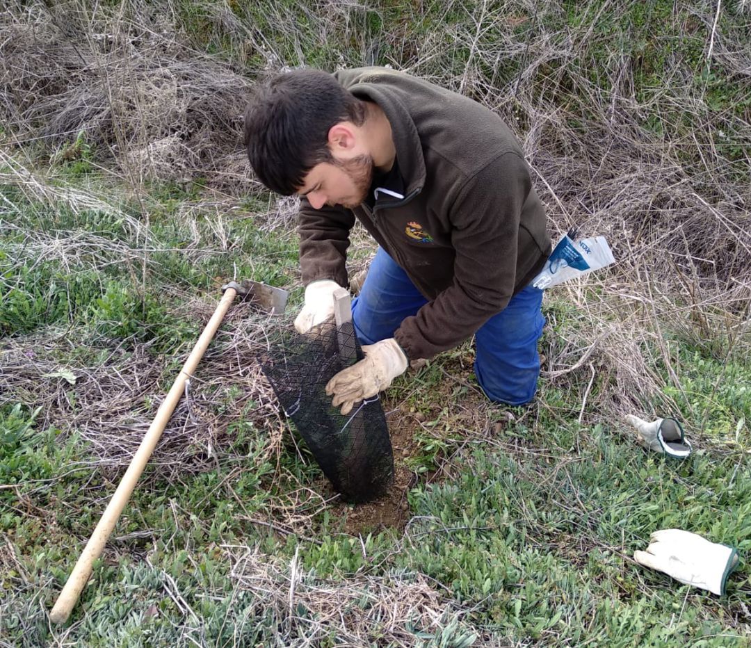 Diputación celebra el Día del Árbol plantando 1.750 pinos y olmos en la provincia Diputación celebra el Día del Árbol plantando 1.750 pinos y olmos en la provincia