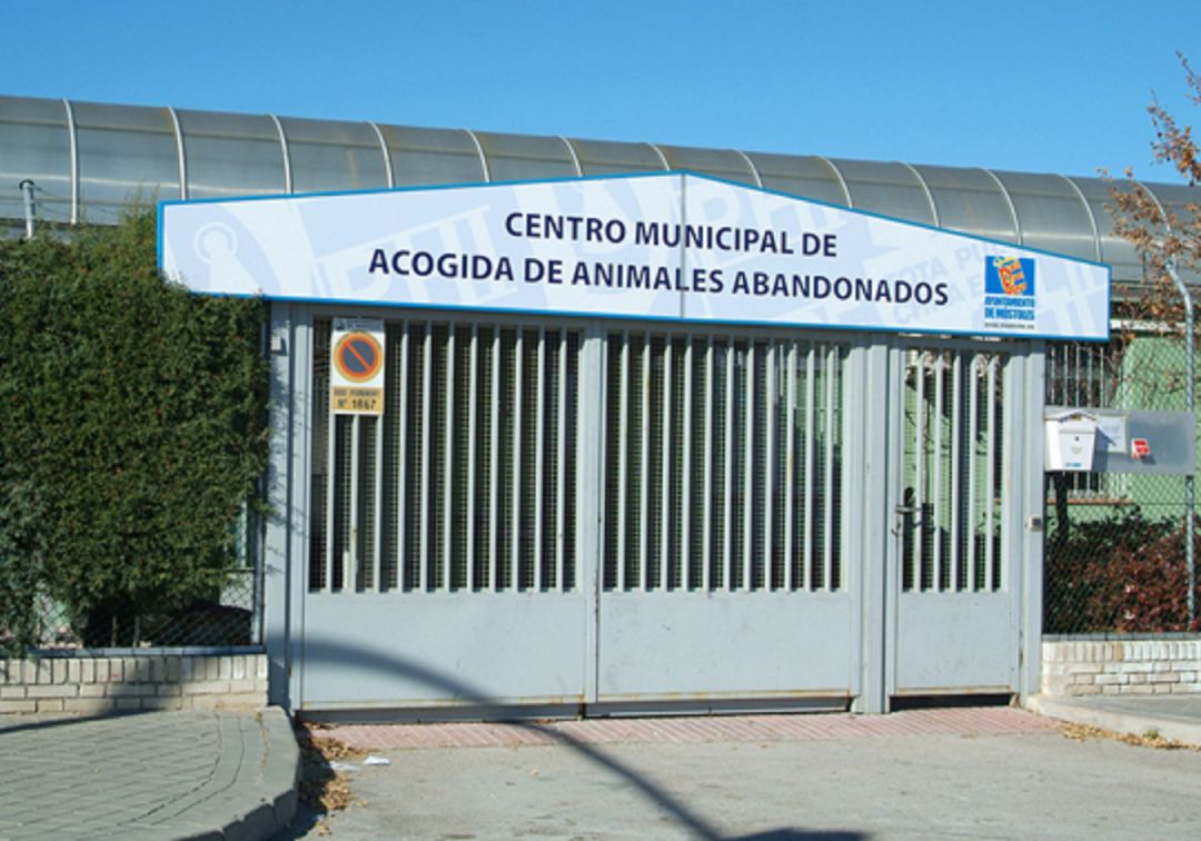 Denuncian al Ayuntamiento de Móstoles por no hacerse cargo de un perro abandonado