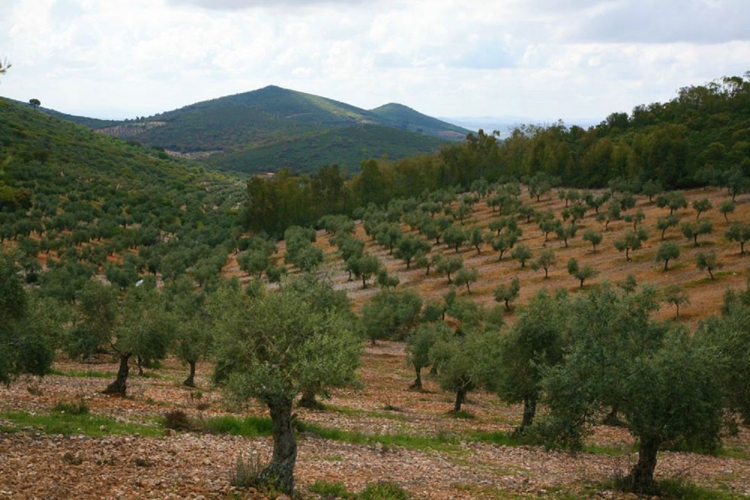 Olivares en Monterrubio de la Serena Olivares en Monterrubio de la Serena