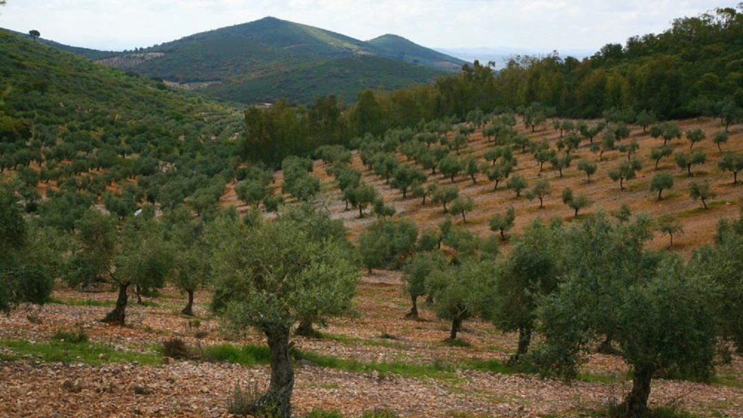 El juego del precio del aceite de oliva