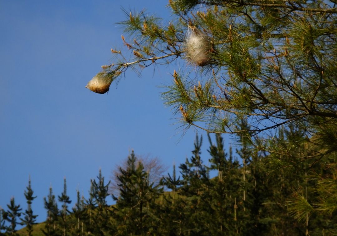 Las huellas del cambio climático en la Sierra de Guadarrama, el adelanto de la primavera pone en peligro todo el ecosistema