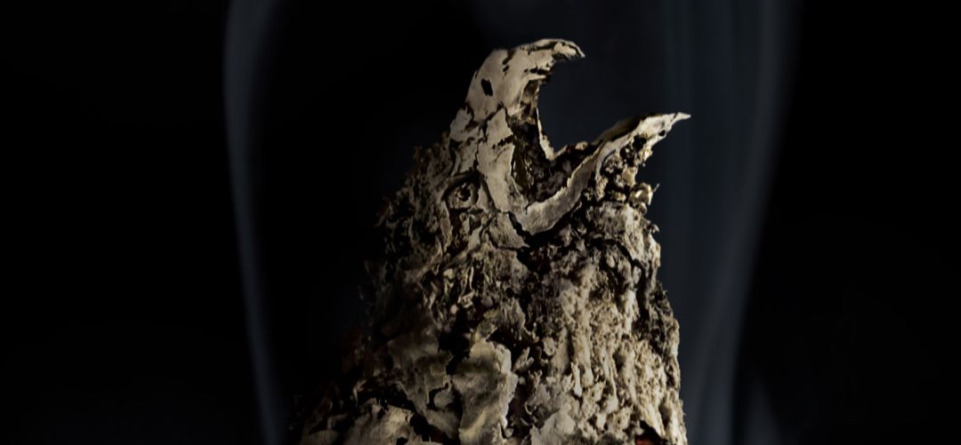Imagen de la campaña de Reforesta, Fumar Mata Imagen de la campaña de Reforesta, Fumar Mata