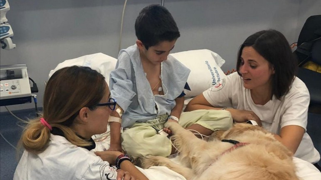 La terapia asistida con perros puede reducir el dolor de los pacientes pediátricos críticos